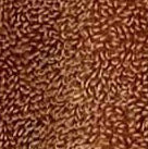 Cinnamon-product_swatch